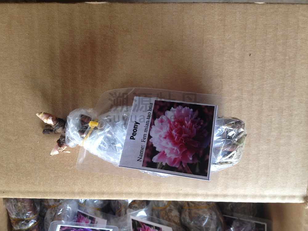 包裝好的芍藥