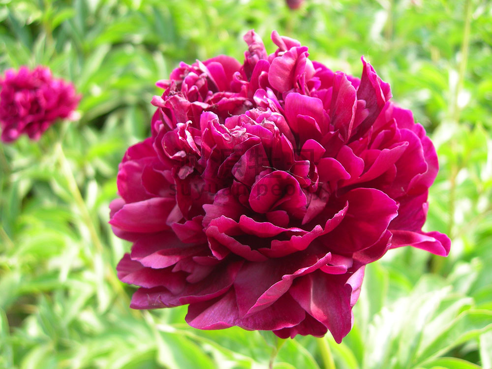 紫色系-老來(lái)紅