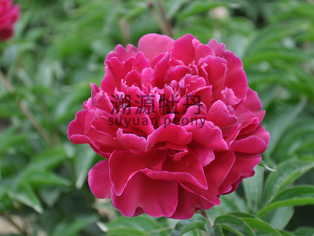 紫色系-珠光墨潤(rùn)