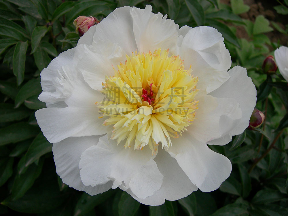 芍藥黃色系-金簪刺玉