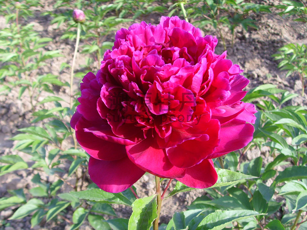 芍藥進口品種-紅富士