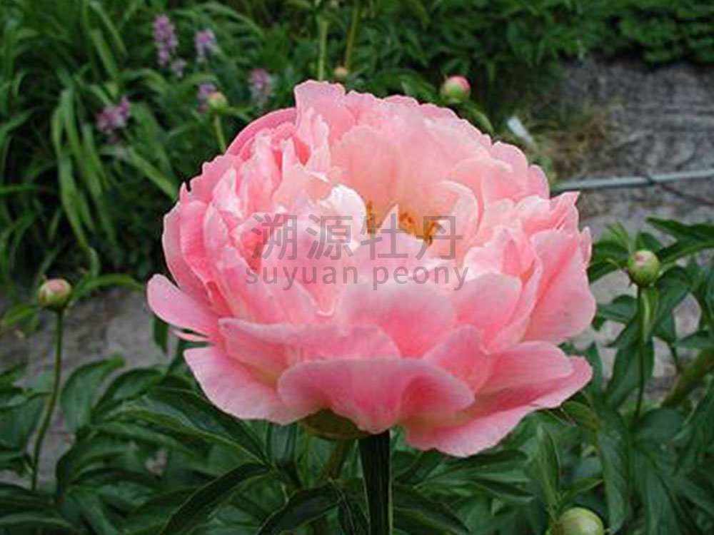 芍藥進口品種-落日珊瑚