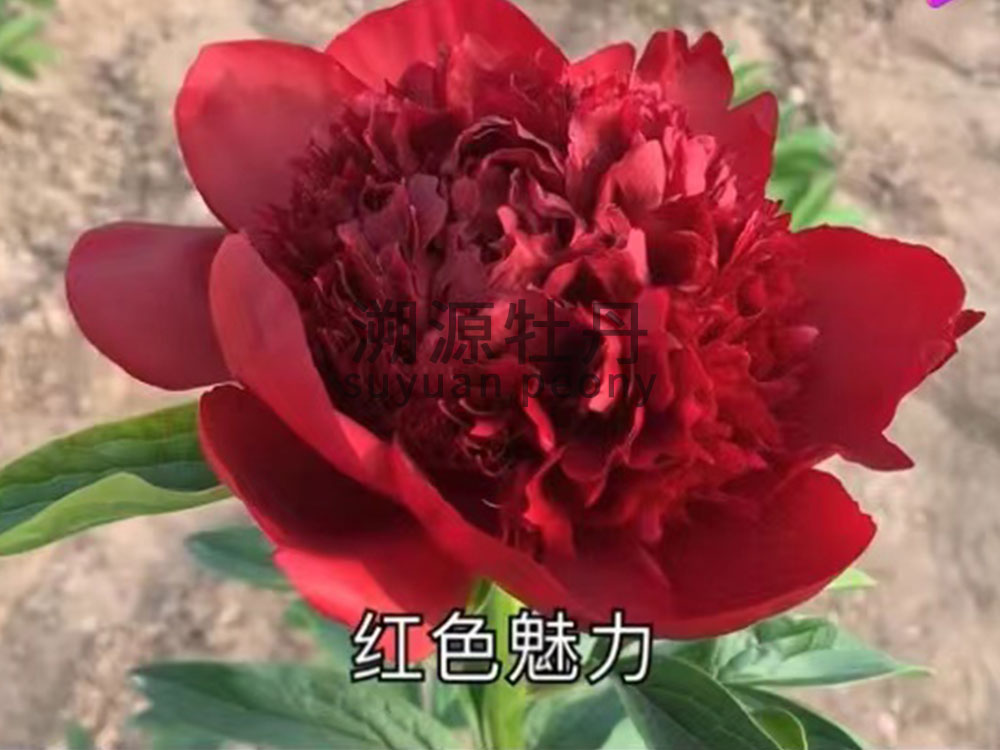 芍藥進口品種-紅色魅力