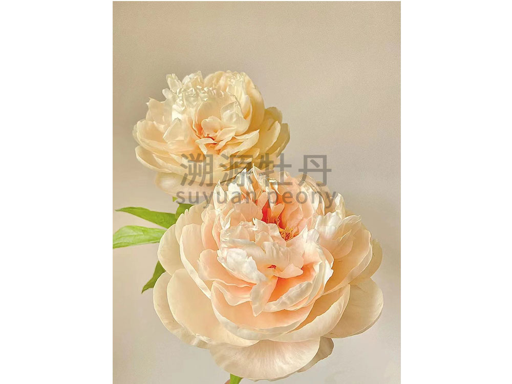 芍藥進口品種-典雅香檳