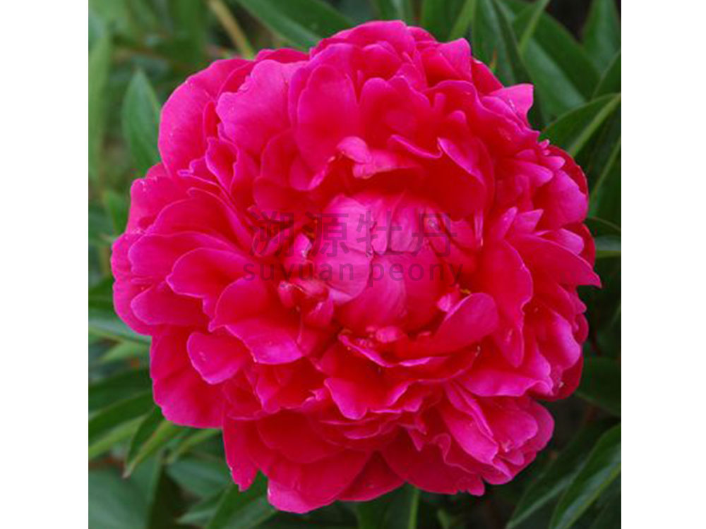 芍藥進口品種-堪薩斯