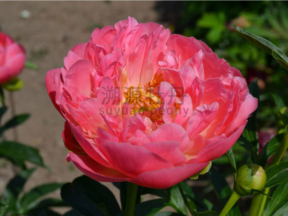 芍藥進口品種-夏威夷珊瑚粉