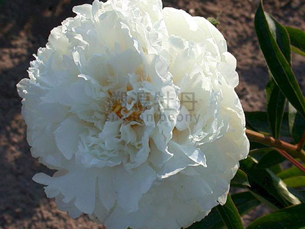 芍藥進口品種-奶油碗