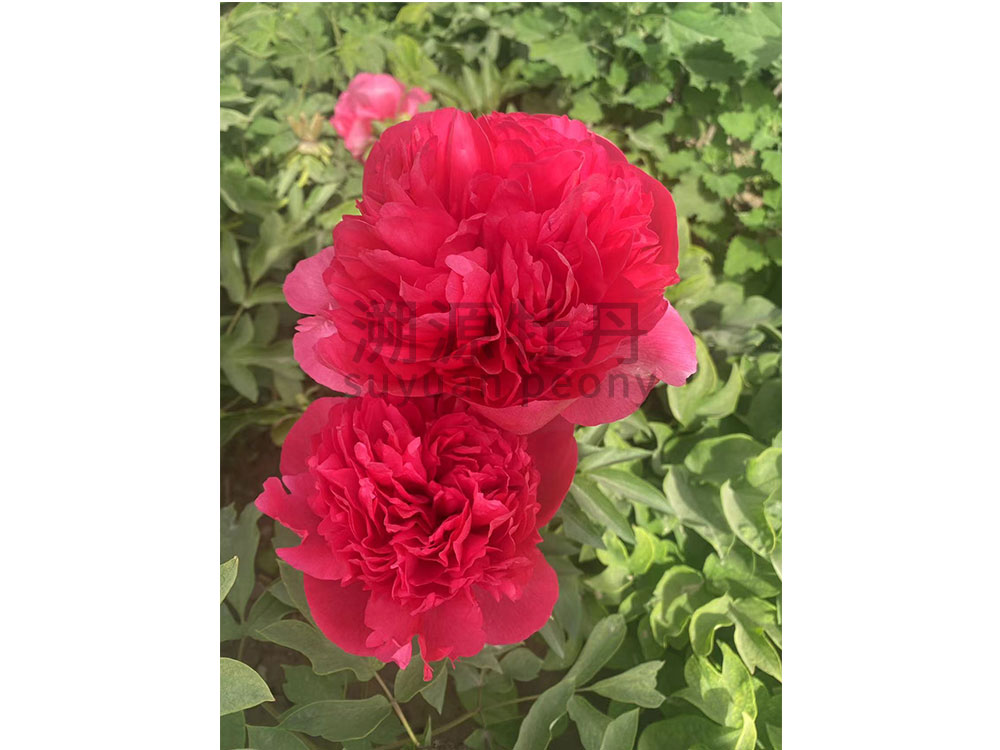 芍藥進口品種-御前表演