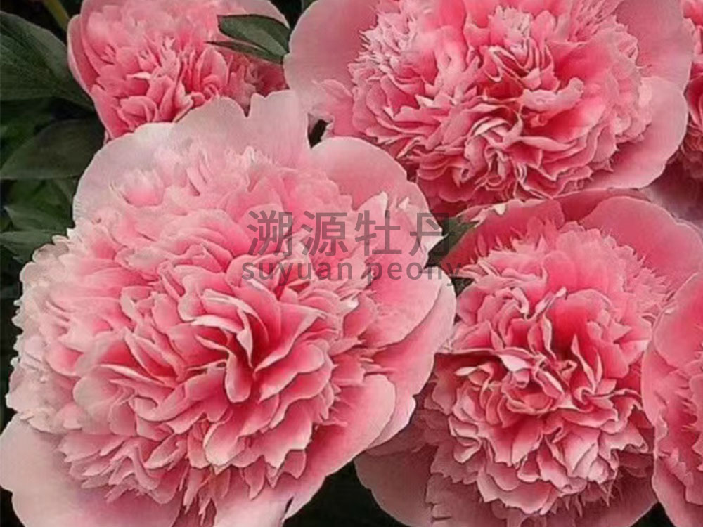 芍藥進口品種-三文魚