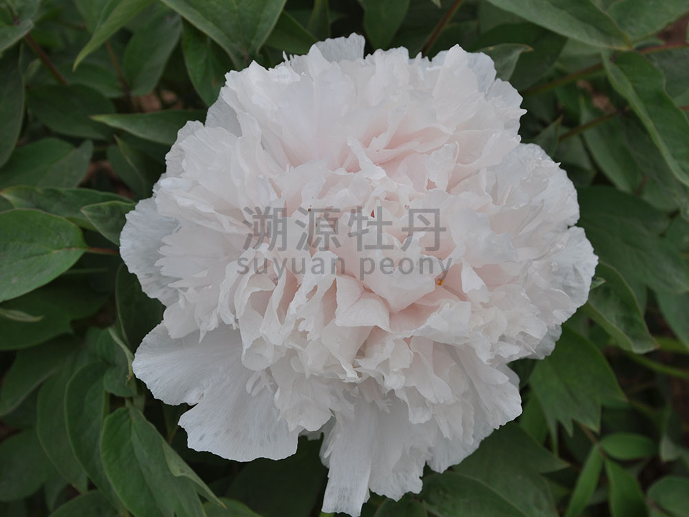 牡丹白色系-賽雪塔