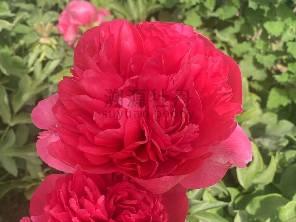  芍藥紅色系-御前表演