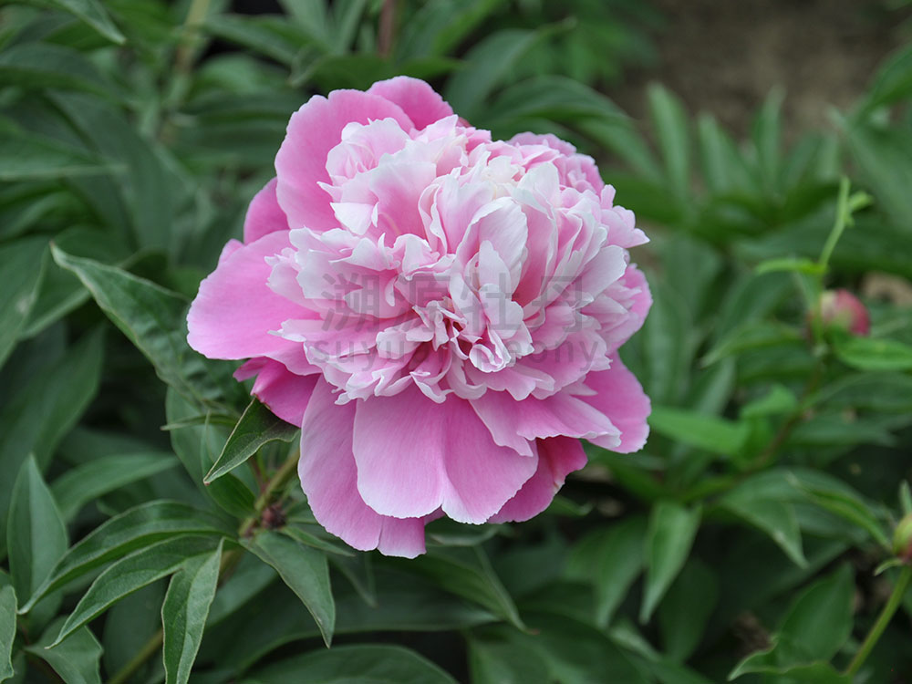  芍藥復(fù)色系-春曉