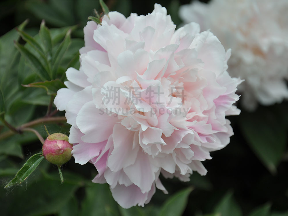  芍藥粉色系-種生粉