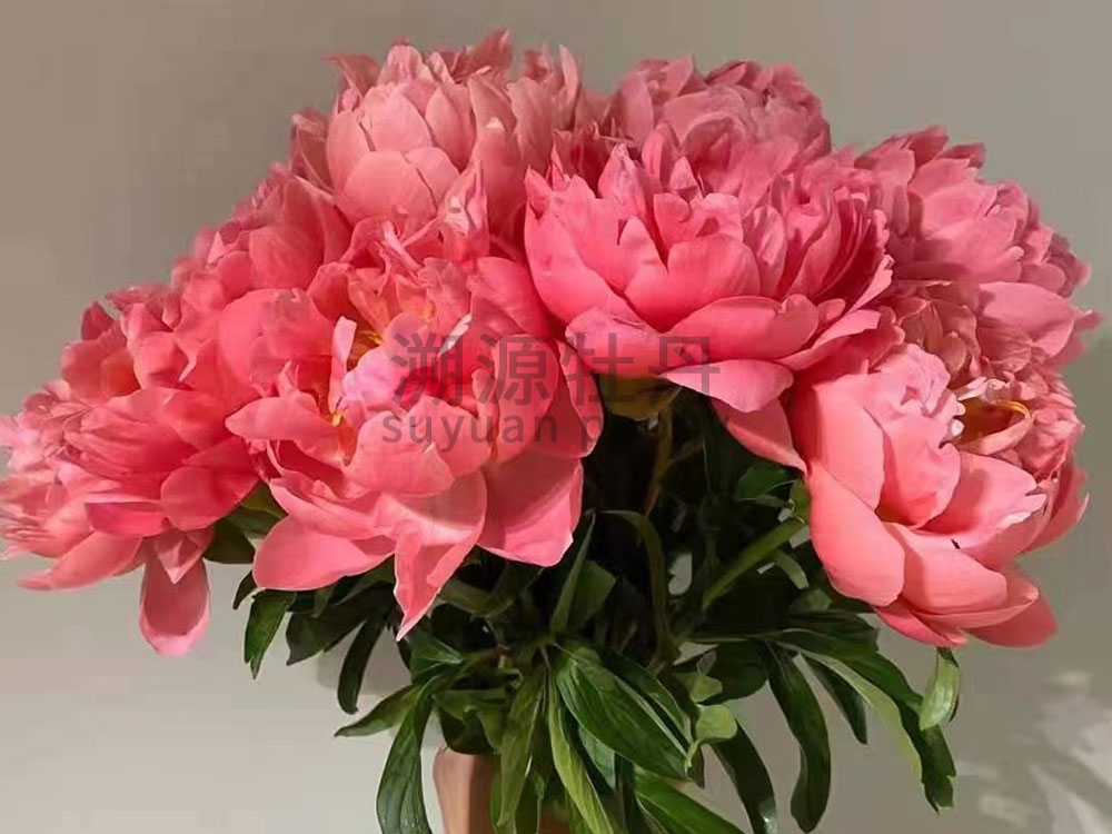  芍藥粉色系-珊瑚粉
