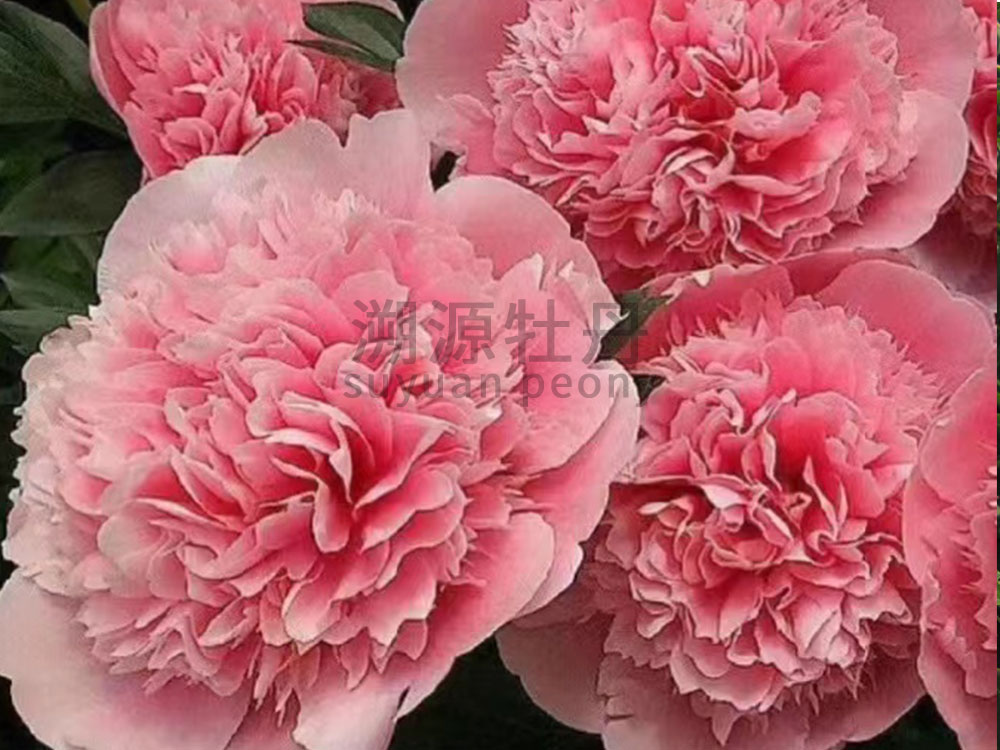  芍藥粉色系-三文魚