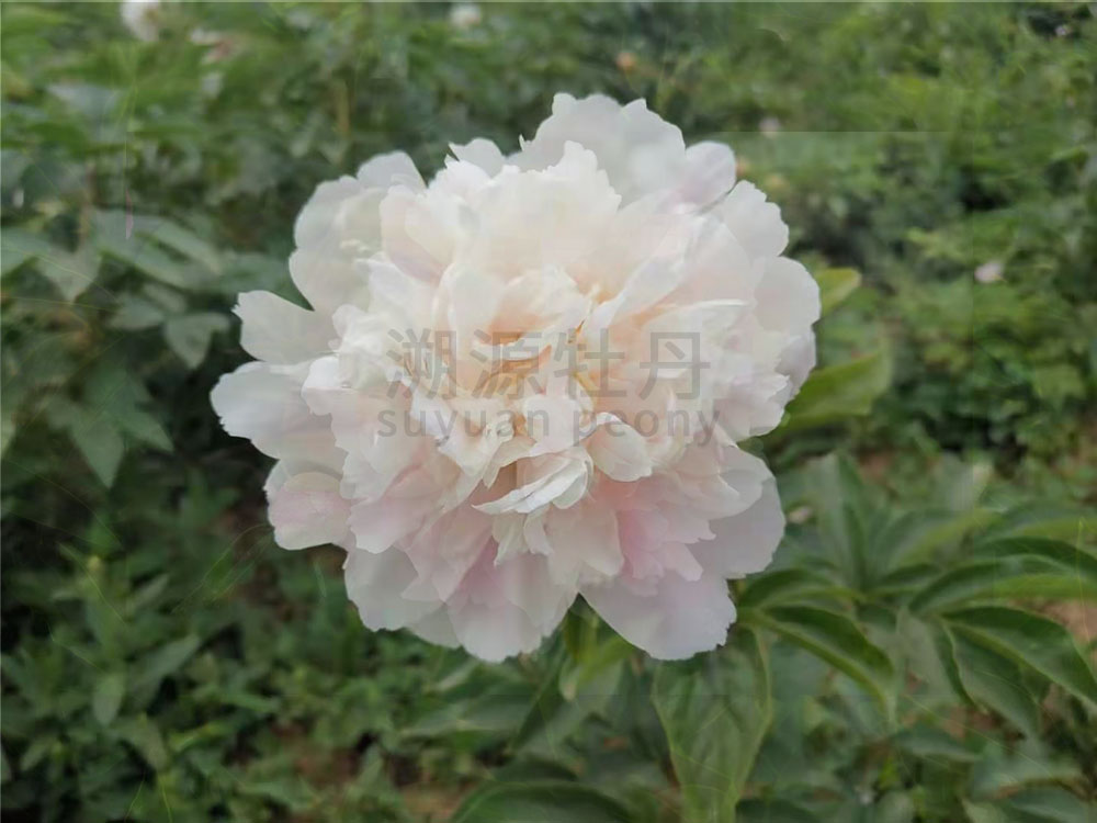  芍藥白色系-出水芙蓉