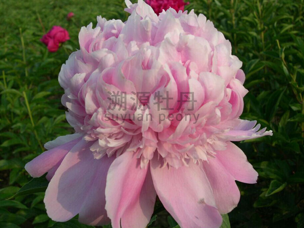  芍藥粉色系-藍富士