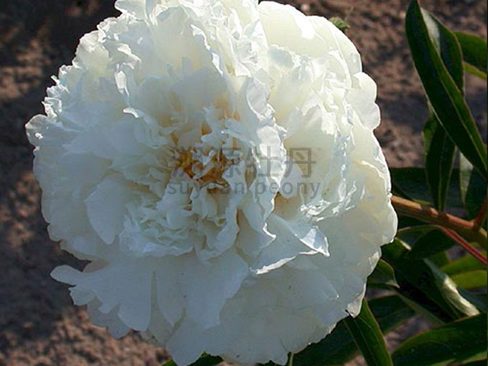  芍藥白色系-奶油碗