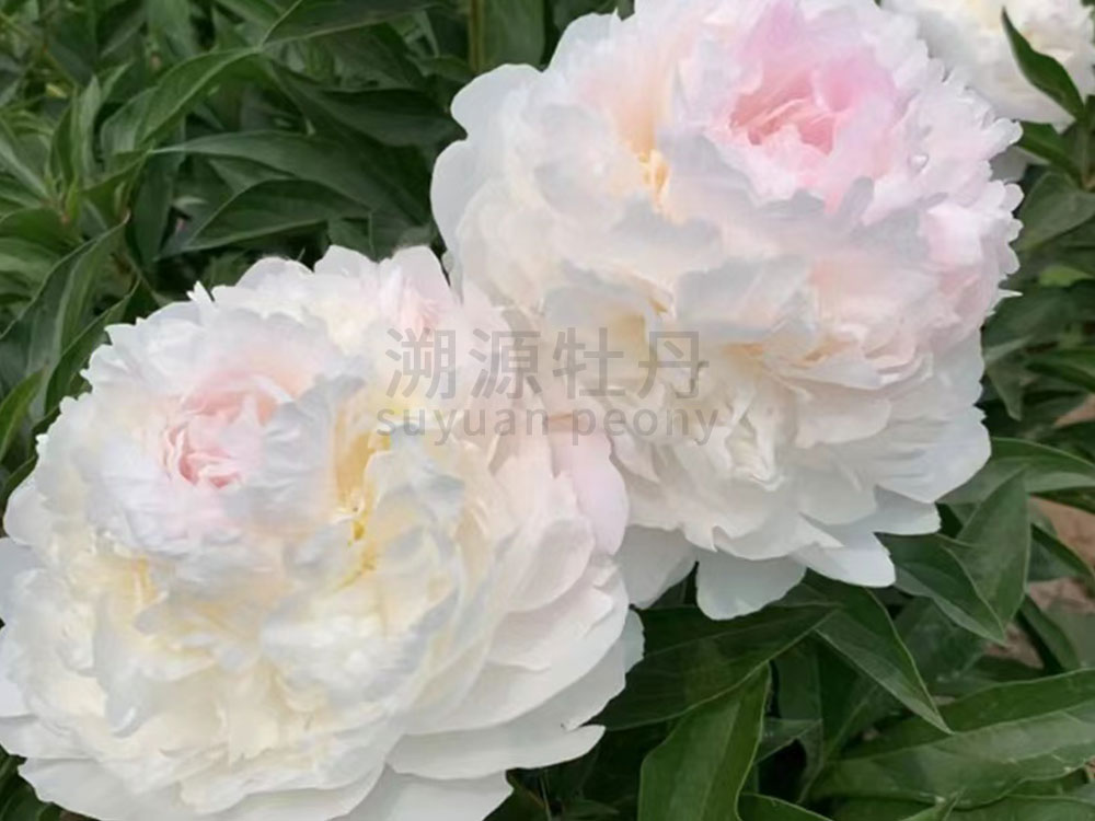  芍藥白色系-羞澀女王