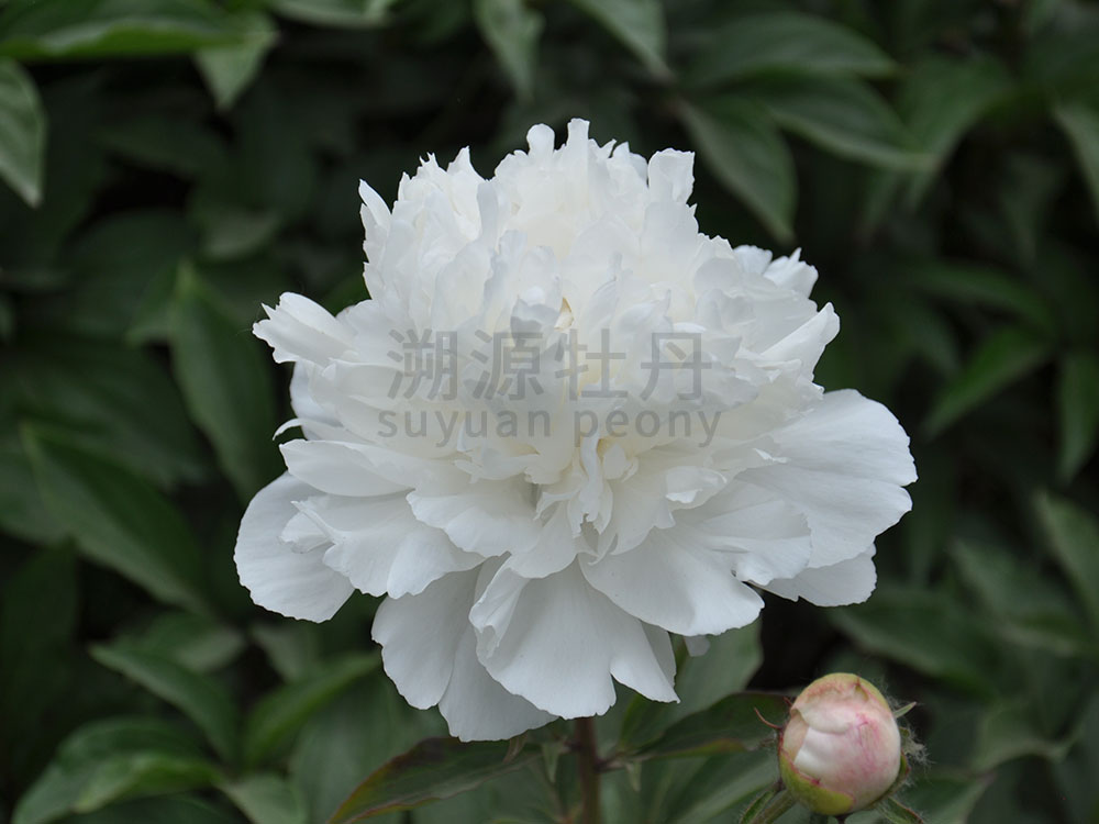  芍藥白色系-沙金貫頂