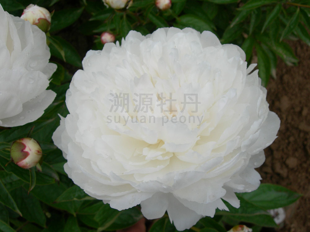  芍藥白色系-楊妃出浴