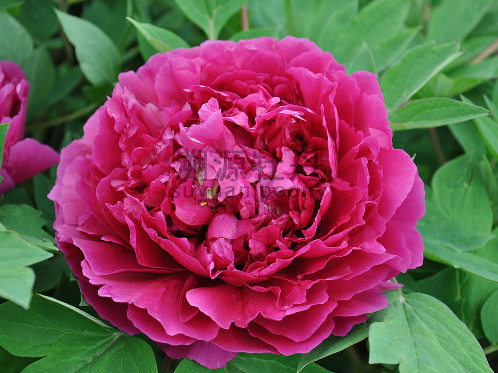  牡丹紫色系-烏龍捧盛