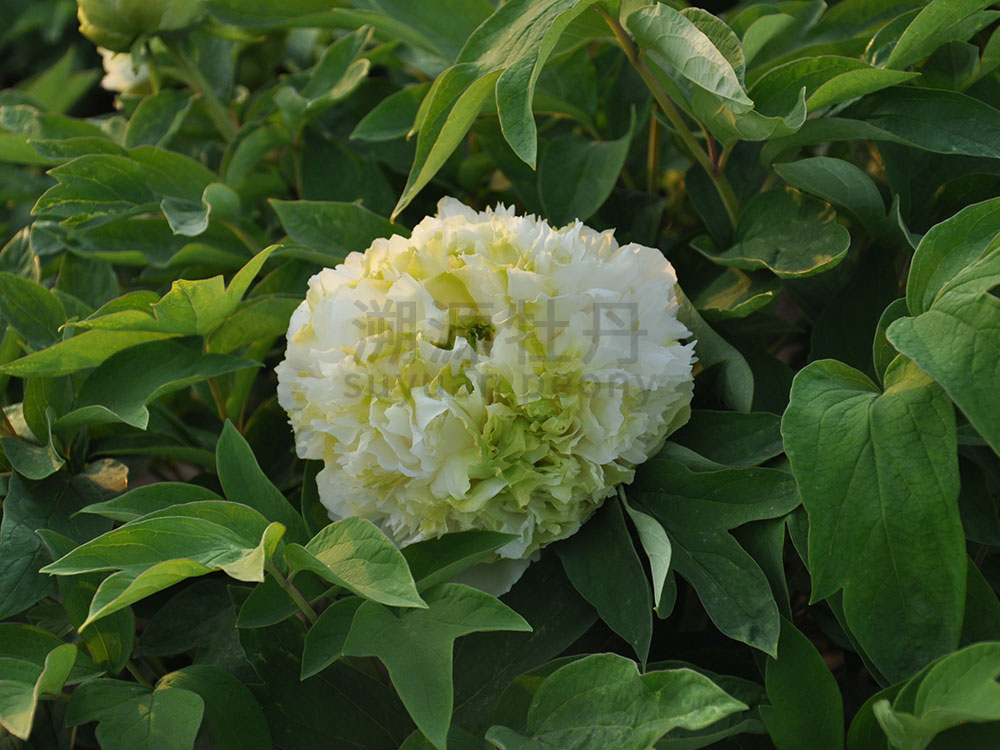 牡丹綠色系--春柳