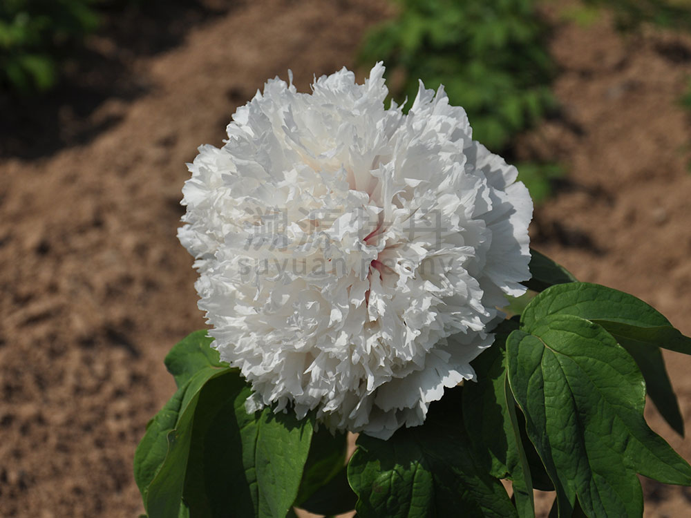 牡丹綠色系--春柳