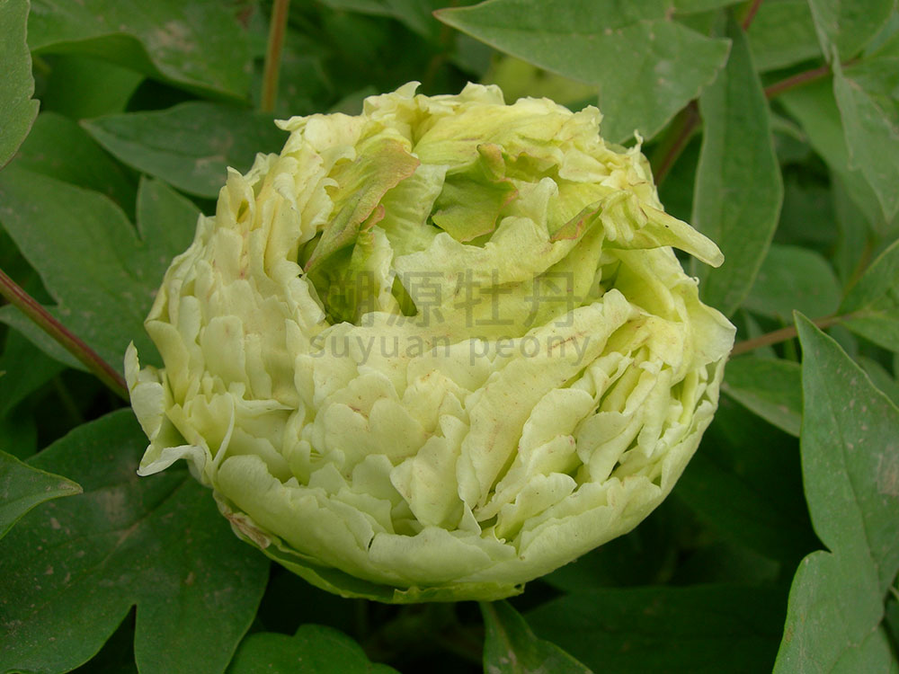 牡丹綠色系-綠香球