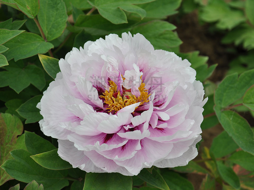 牡丹藍(lán)色系-藍(lán)寶石