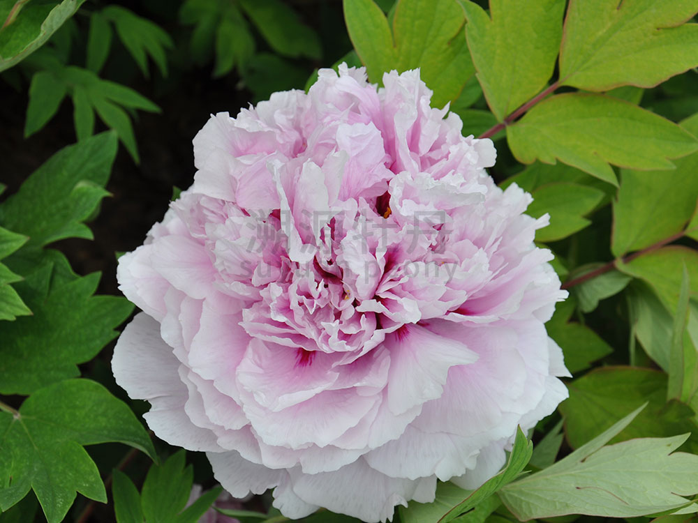 牡丹藍(lán)色系-雨后風(fēng)光