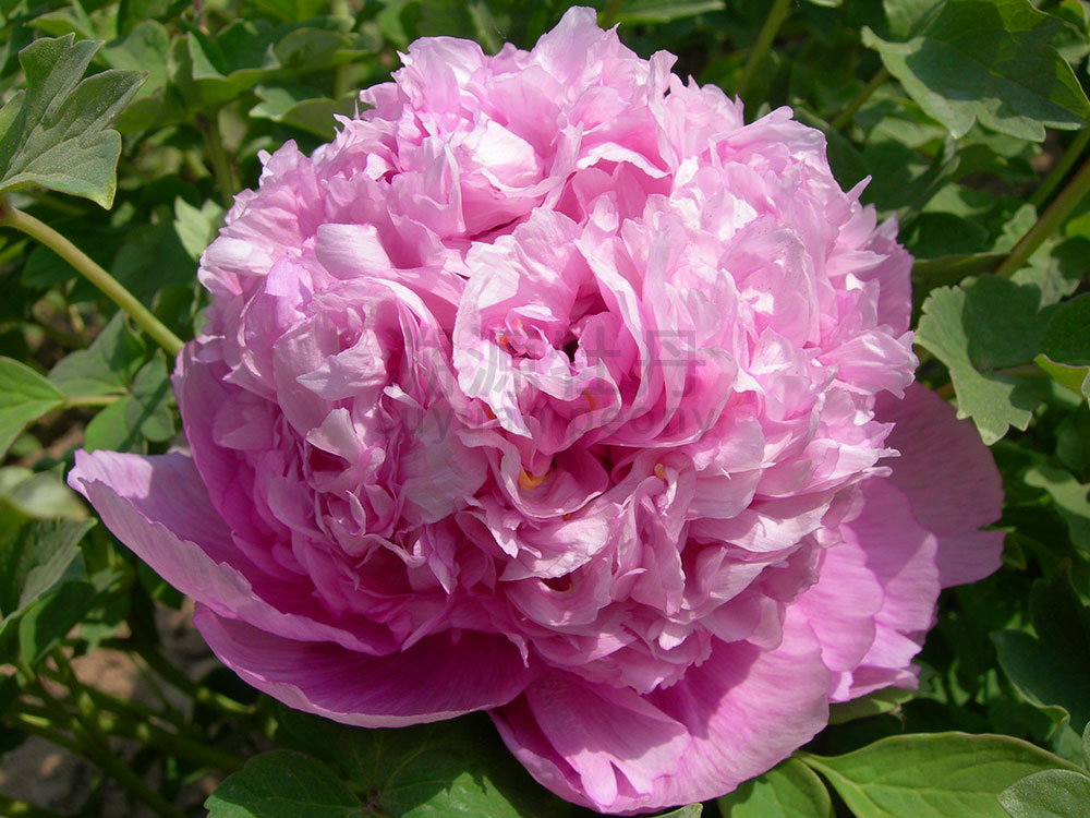 牡丹藍(lán)色系-紫藍(lán)魁