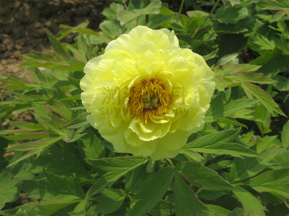 牡丹黃色系-海黃