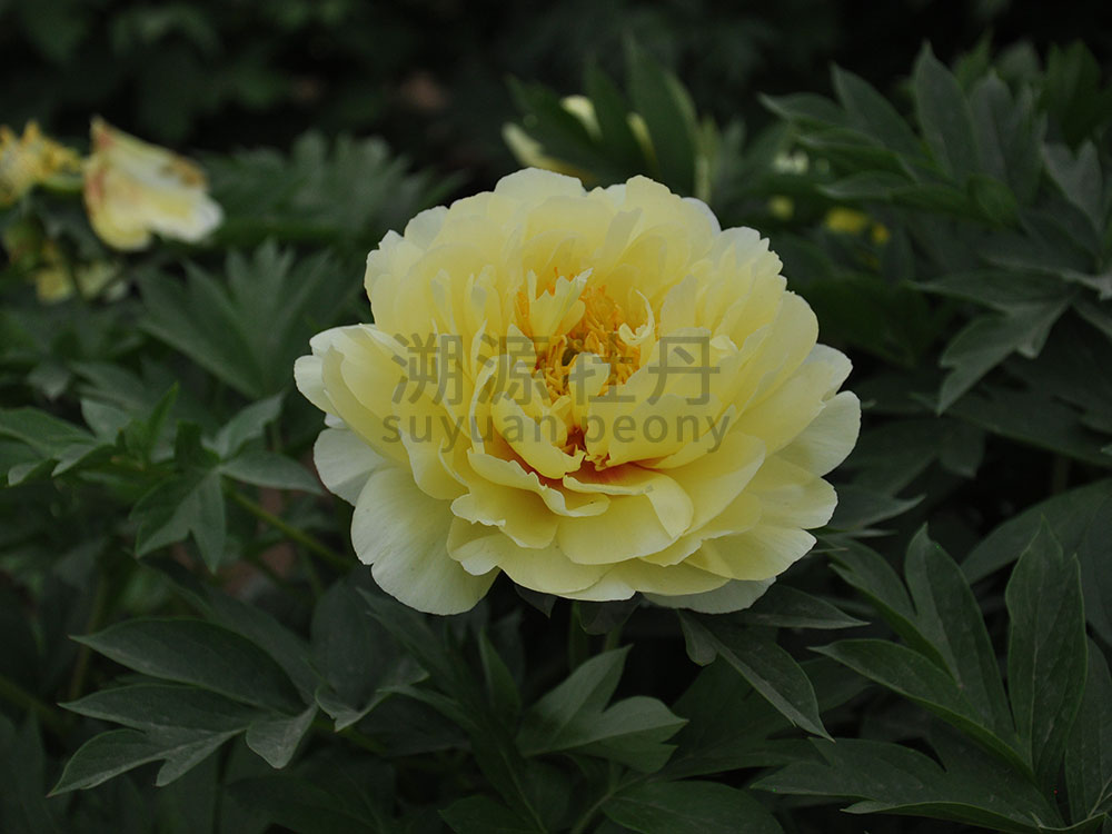 牡丹黃色系-芭茨拉