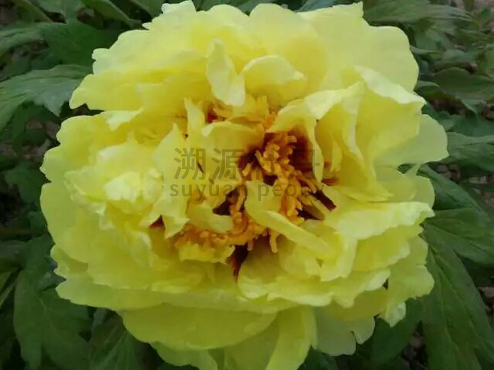 牡丹黃色系-愛麗絲