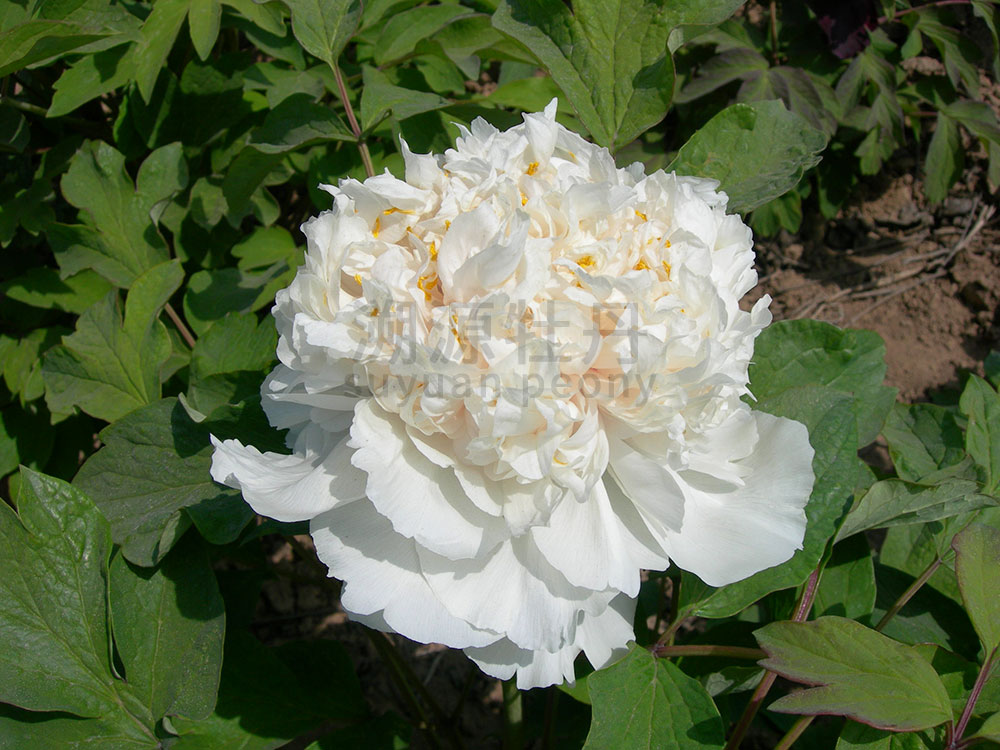 牡丹黃色系-姚桃