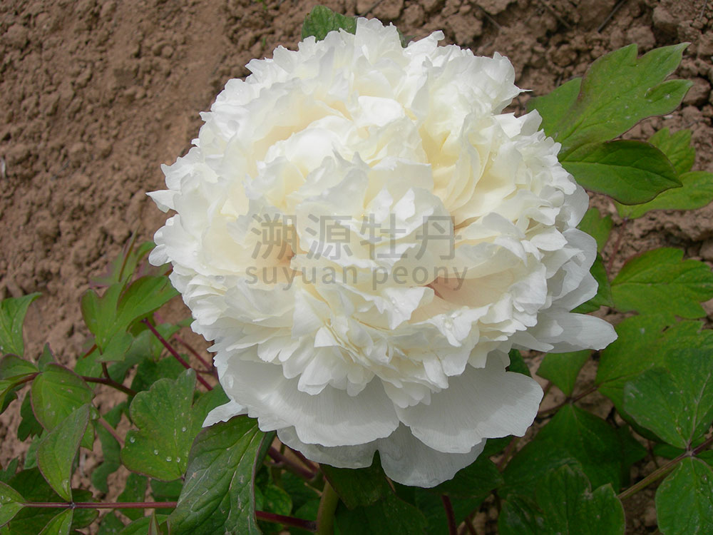 牡丹黃色系-金貴飄香