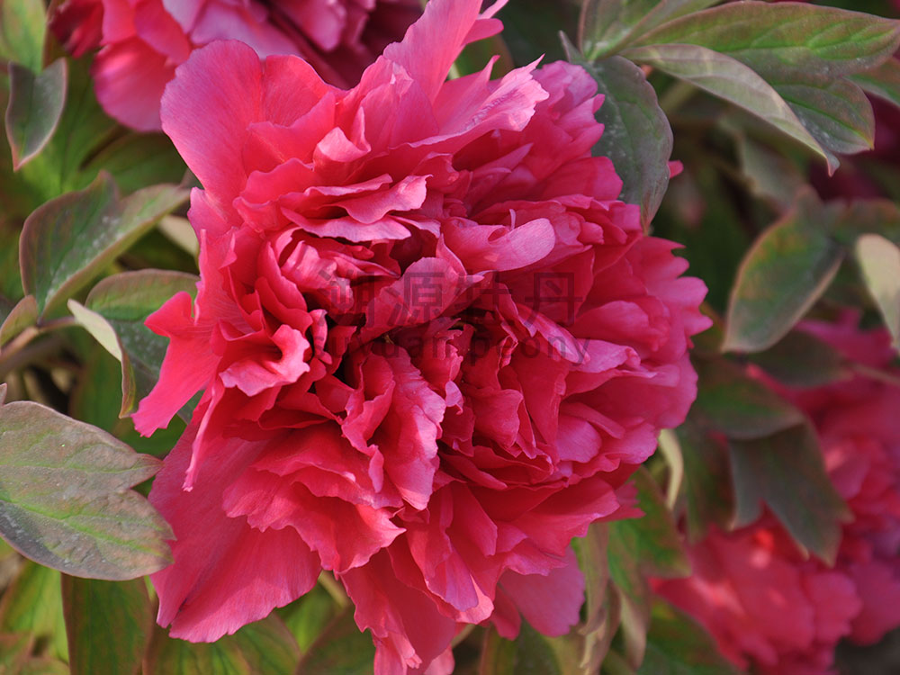 牡丹紅色系-丹爐艷
