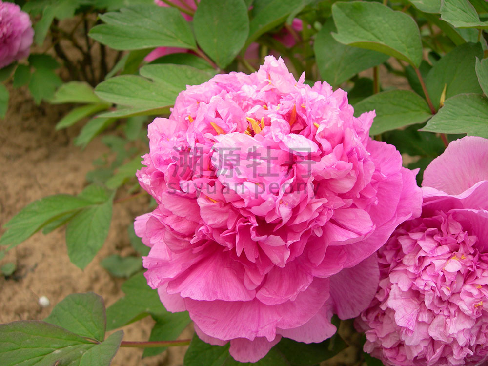 牡丹紅色系-彩繪