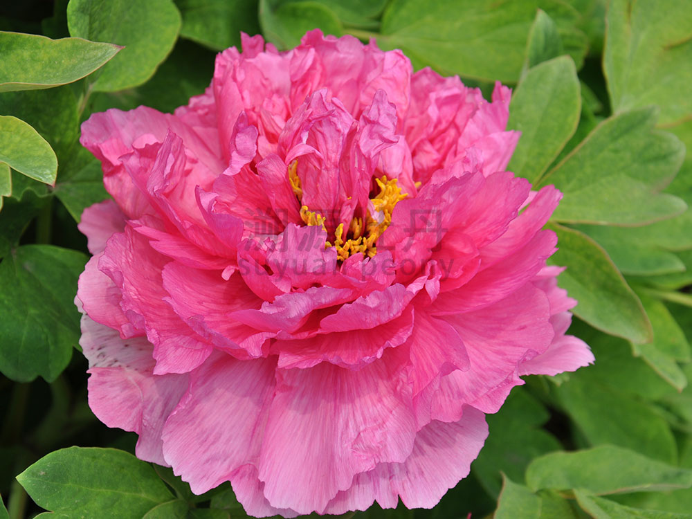 牡丹紅色系-十八號