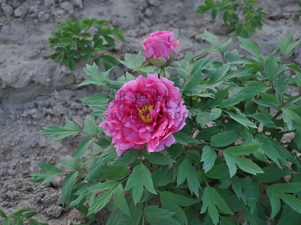 牡丹紅色系-關(guān)西乙女