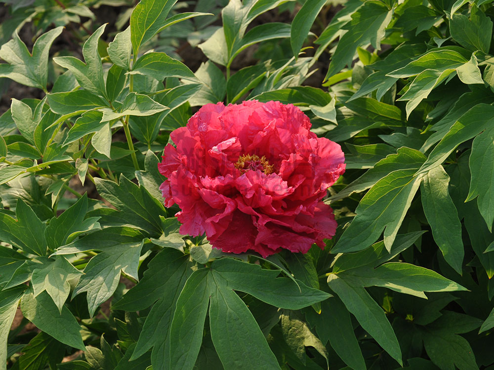 牡丹紅色系-日月錦