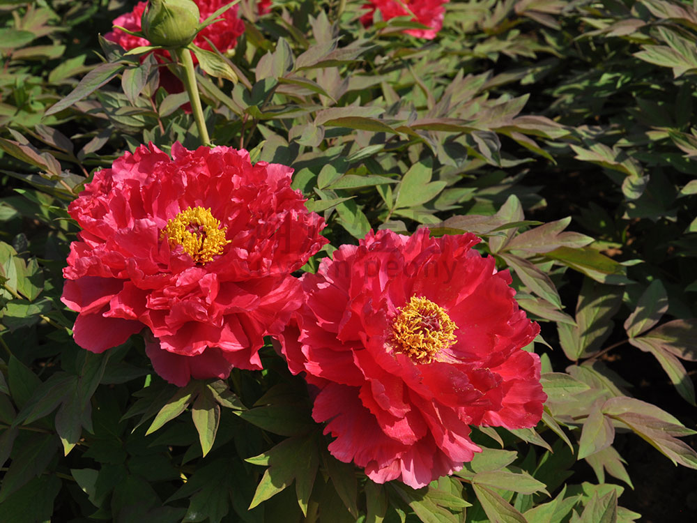 牡丹紅色系-太陽