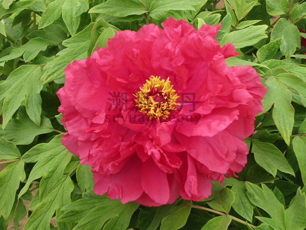 牡丹紅色系-新島輝