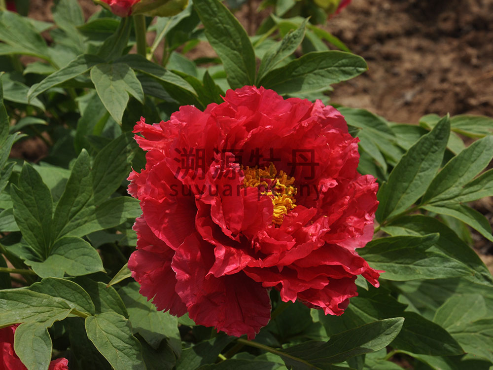 牡丹紅色系-新日月