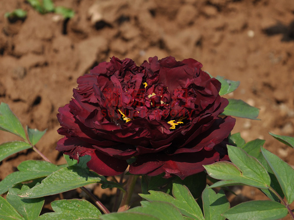 牡丹黑色系-煙絨紫