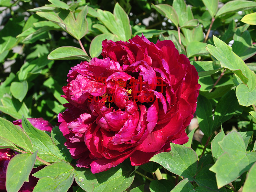 牡丹黑色系-烏龍集盛