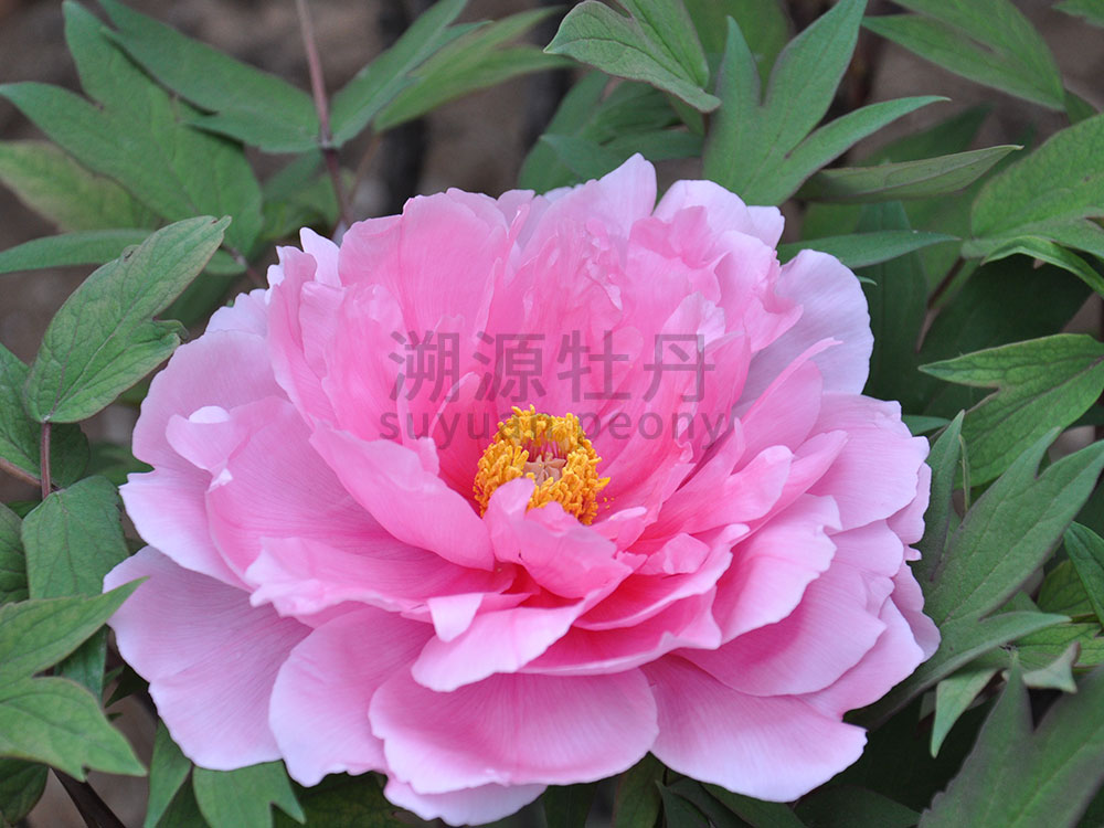 牡丹粉色系-八千代春