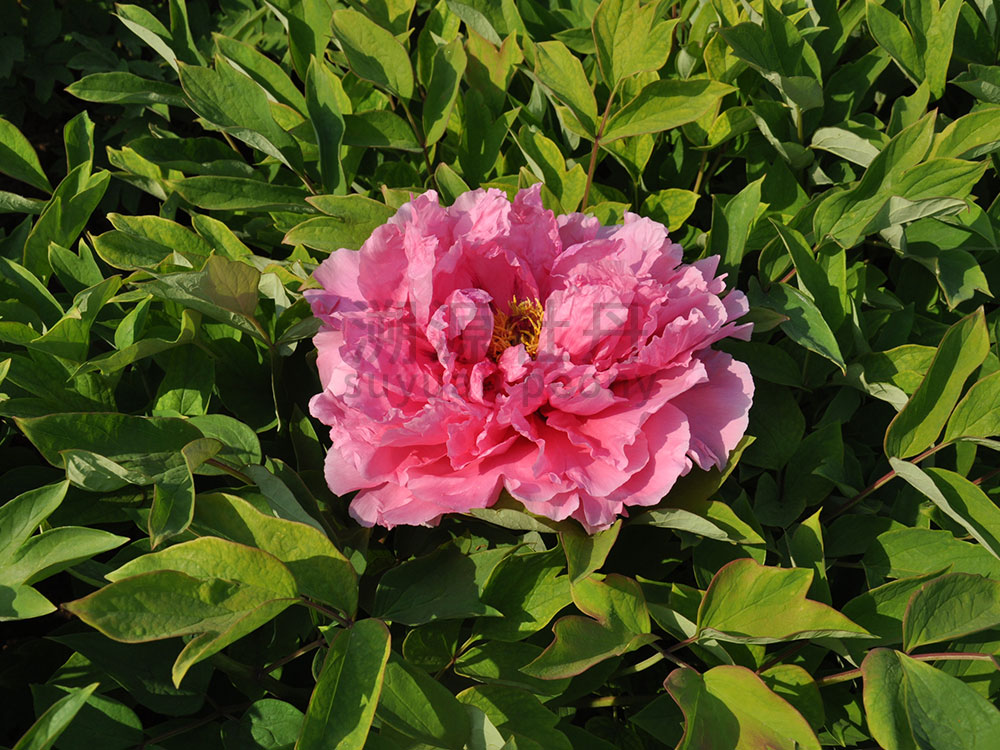 牡丹粉色系-唇紅