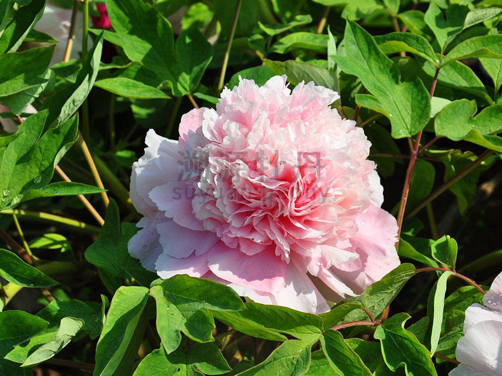 牡丹粉色系-趙粉